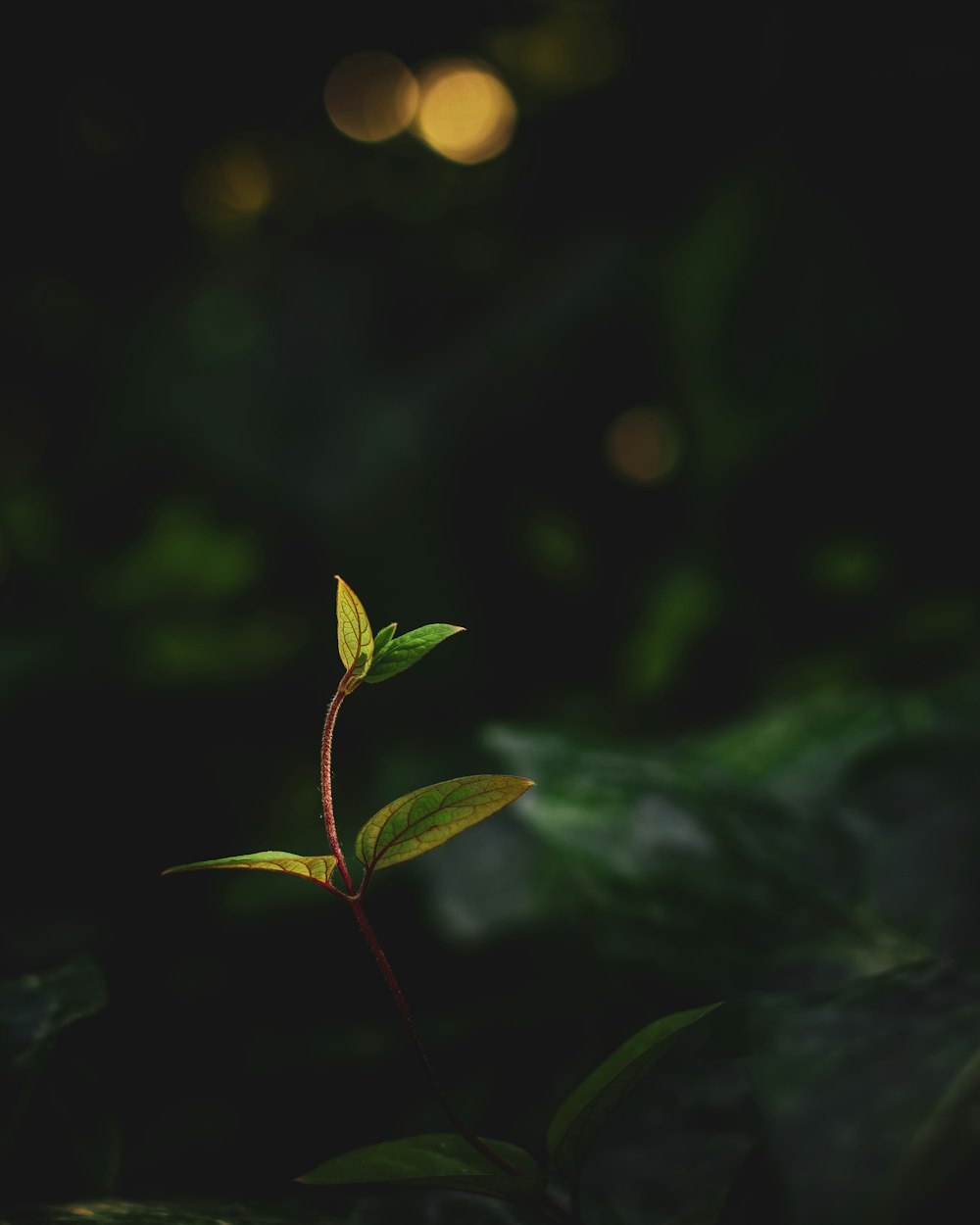 yellow and green plant in tilt shift lens