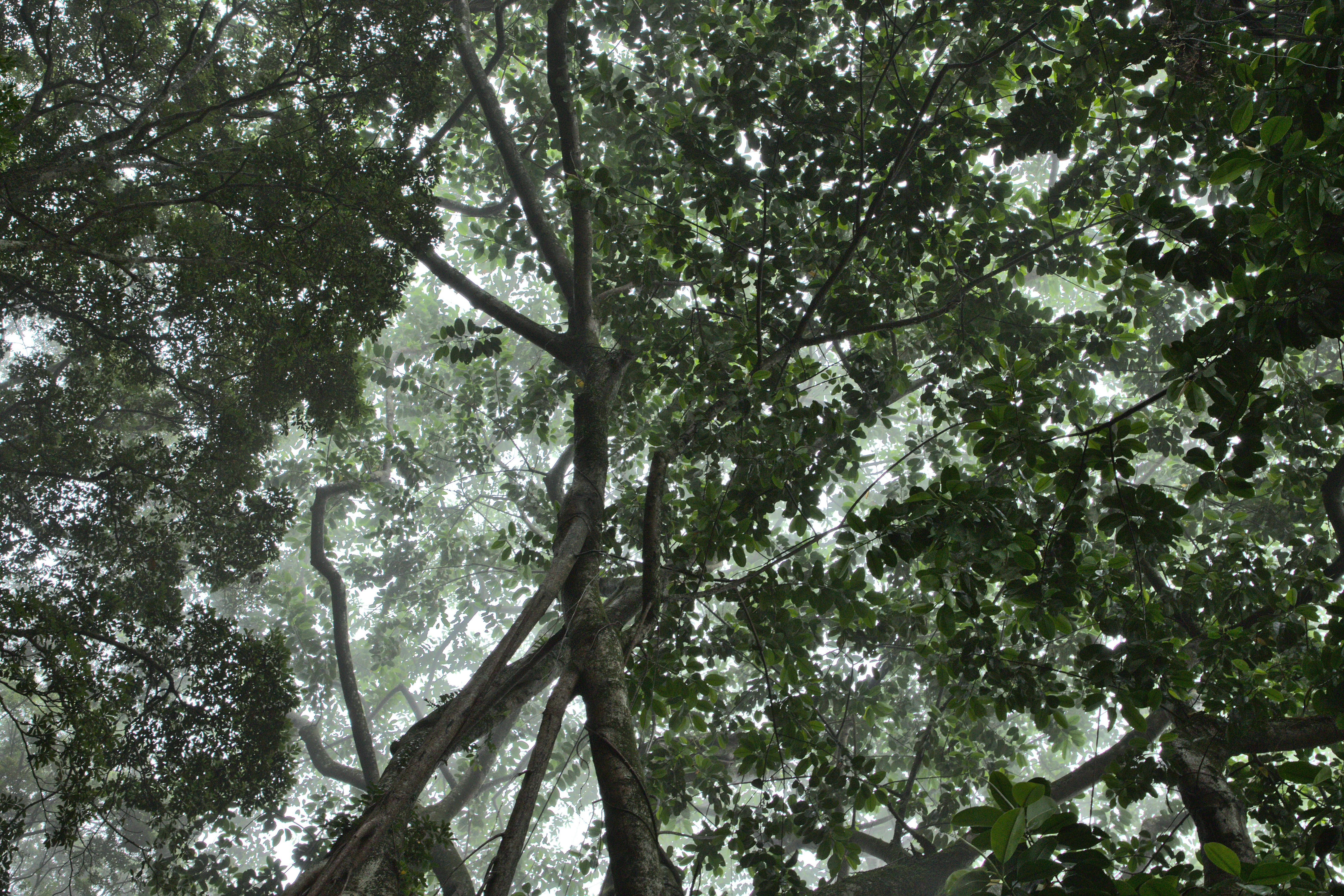 Photo by chromatograph