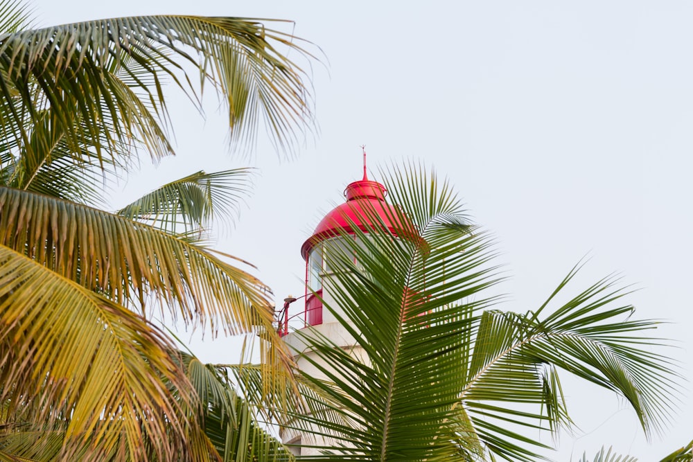 green palm tree under white sky during daytime