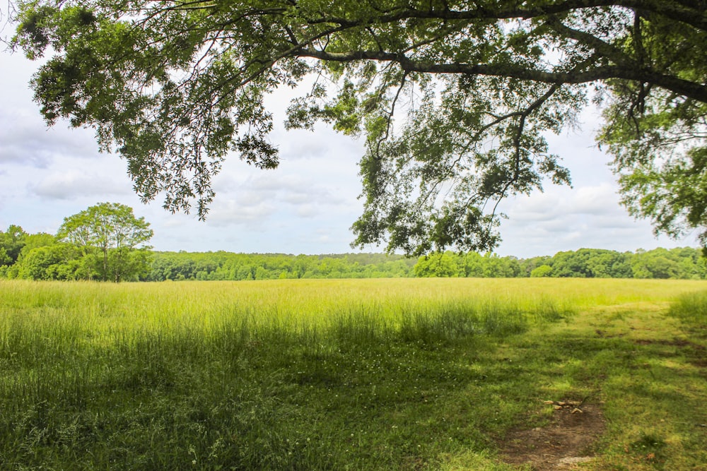 green grass field with green trees during daytime