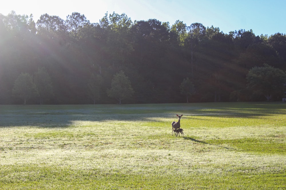 person riding horse on green grass field near body of water during daytime