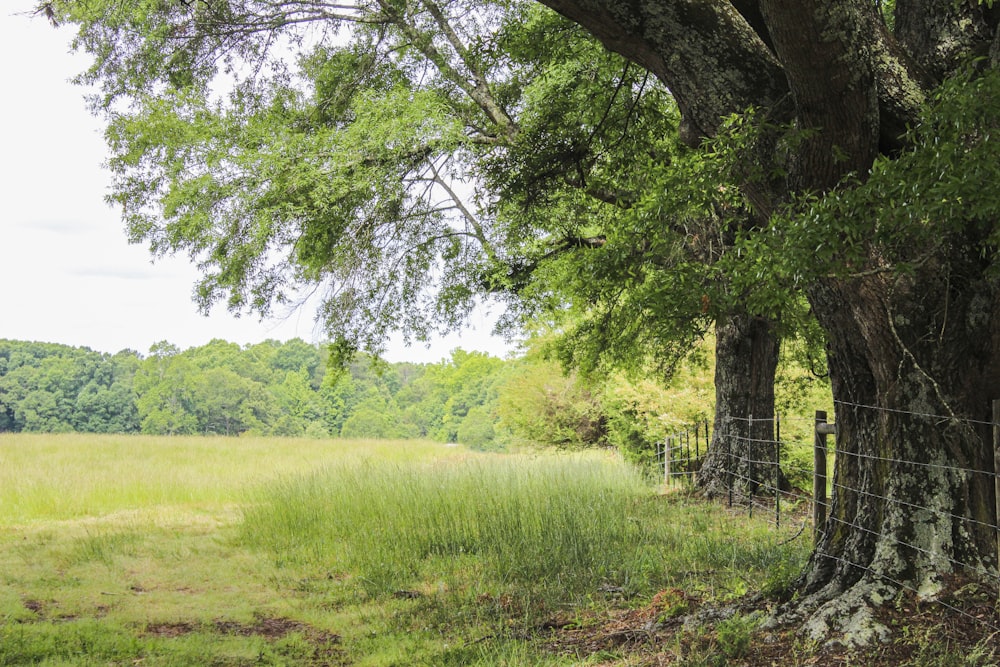 green grass field with trees during daytime