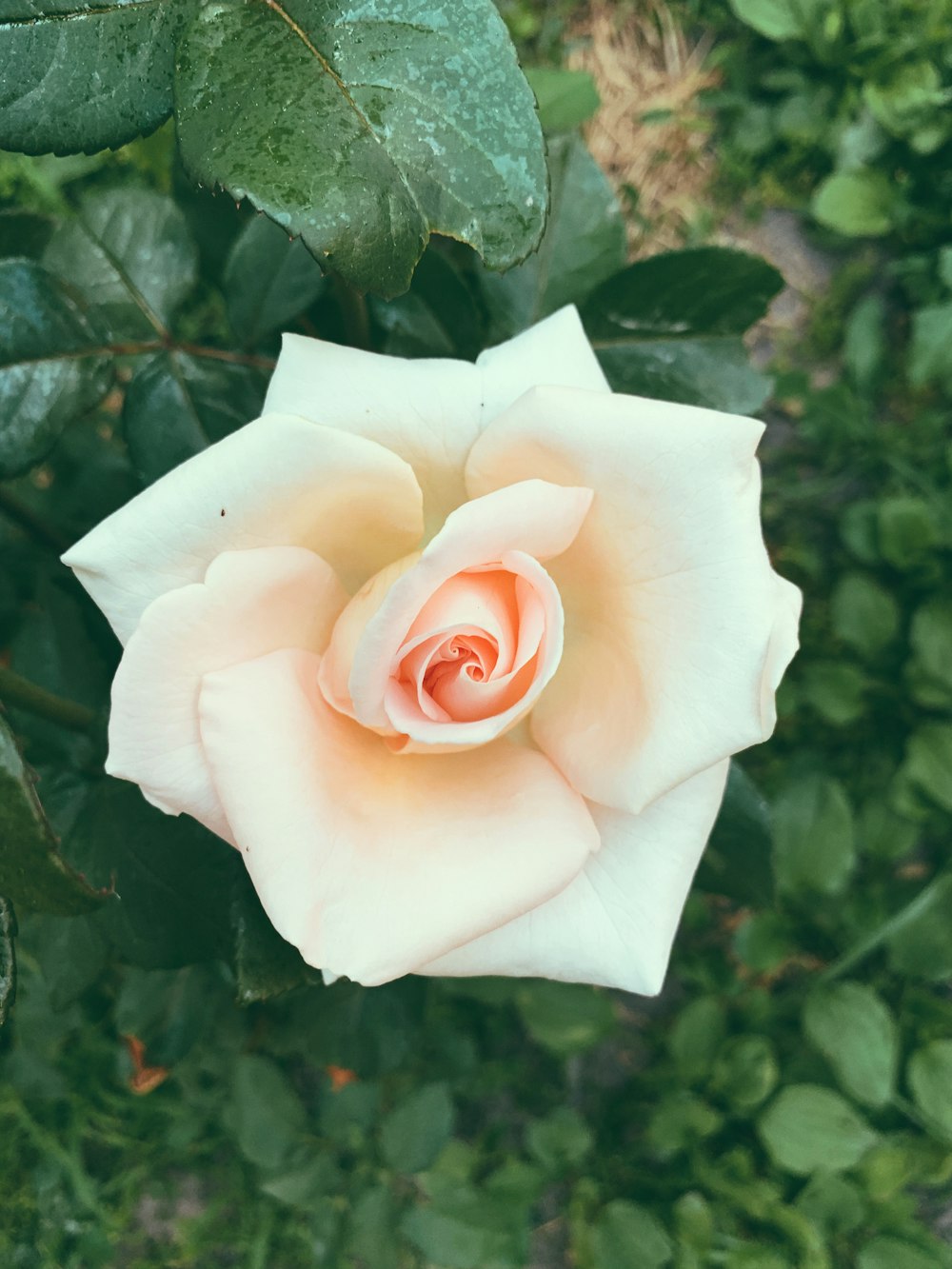 white rose in bloom during daytime