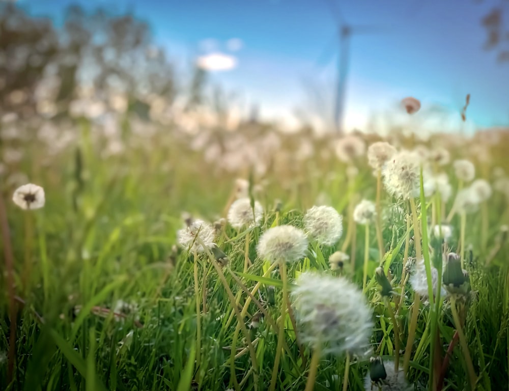 낮 동안 푸른 잔디밭에 흰 민들레 꽃
