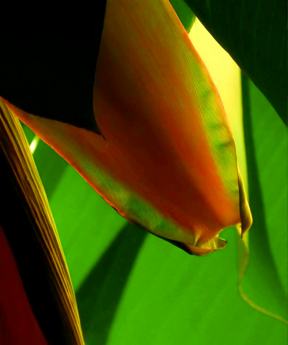 yellow and green banana leaf