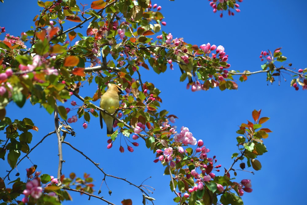 yellow bird perched on tree branch during daytime