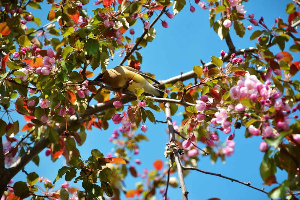 ピンクと白の桜