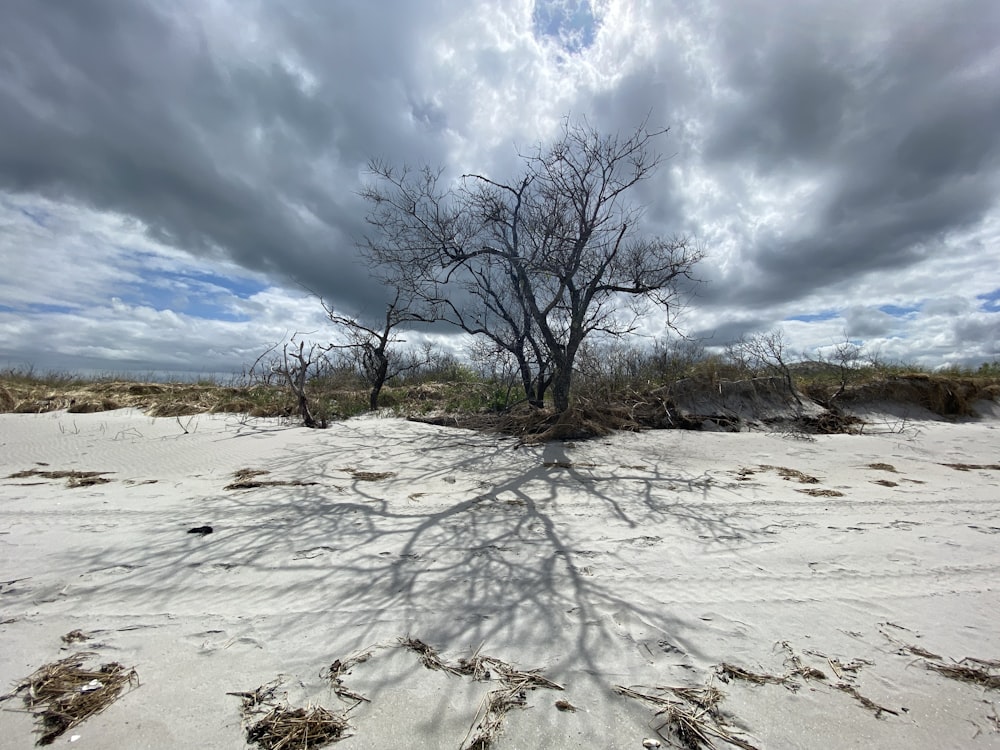 leafless tree on white sand under blue sky during daytime