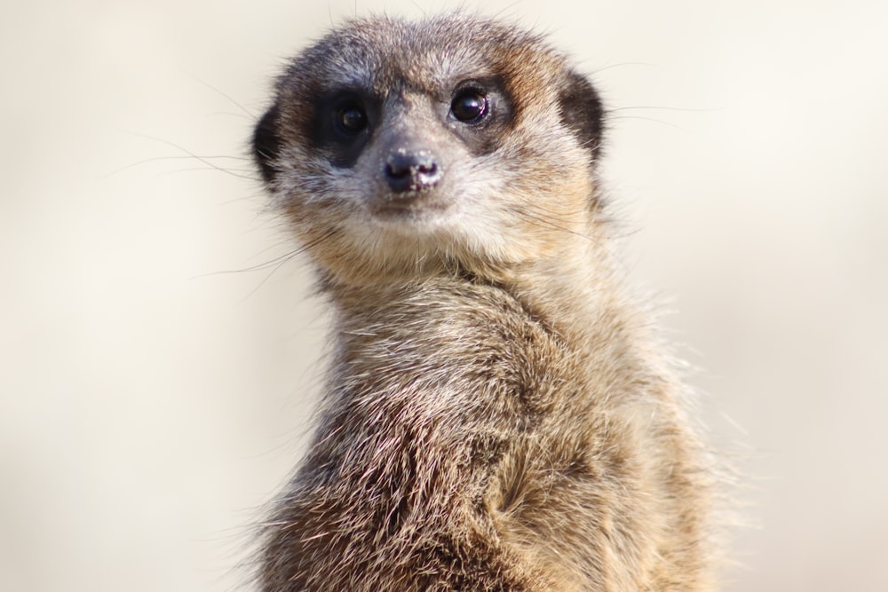 brown and black animal in close up photography