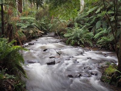 A serene forest scene featuring a gently flowing stream surrounded by lush green ferns and tall trees. The water creates a smooth, silky effect as it cascades over rocks, adding a sense of movement and tranquility. The dense vegetation forms a canopy of greenery, enhancing the sense of being immersed in nature.