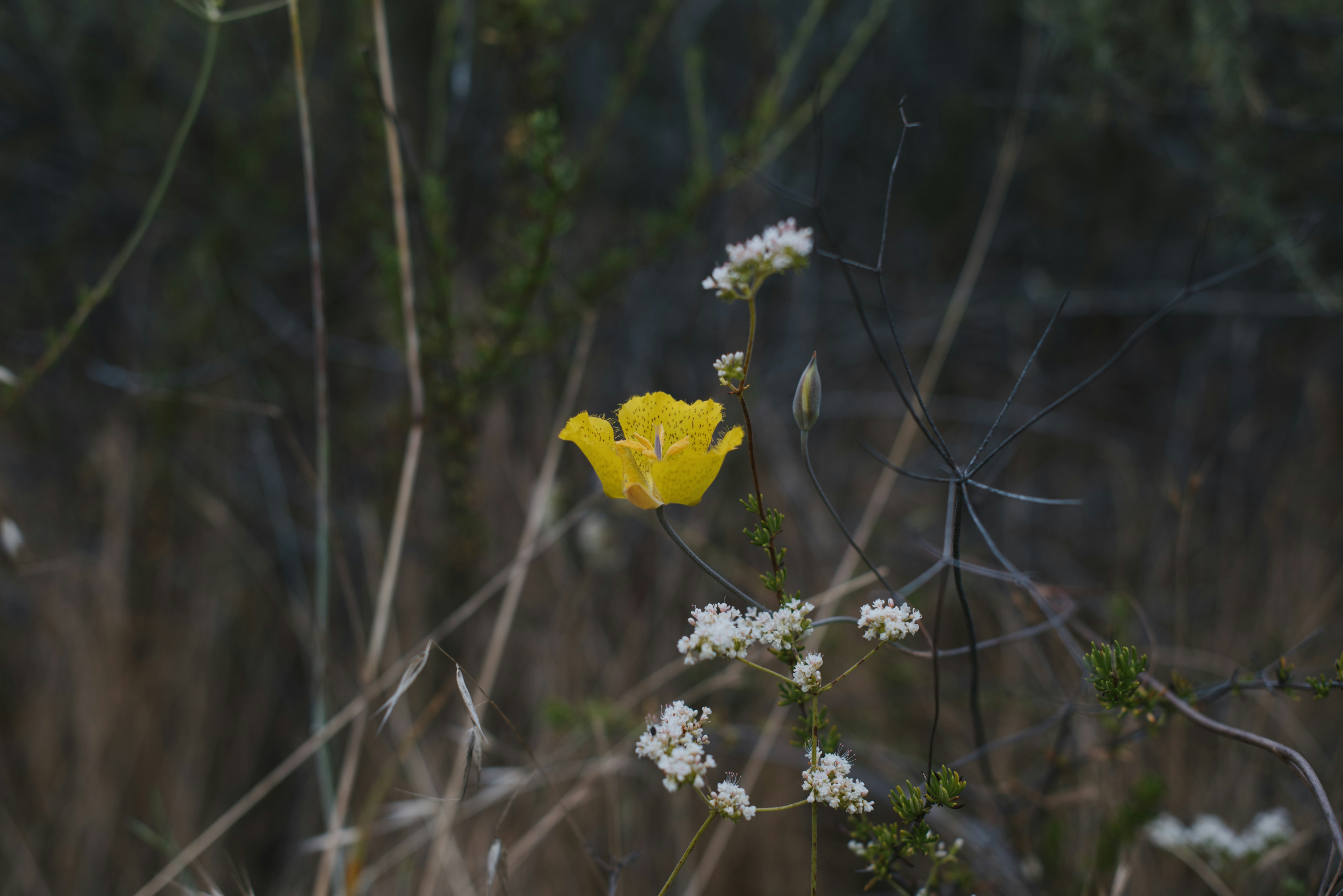 日中の茶色の芝生に黄色いカエデの葉