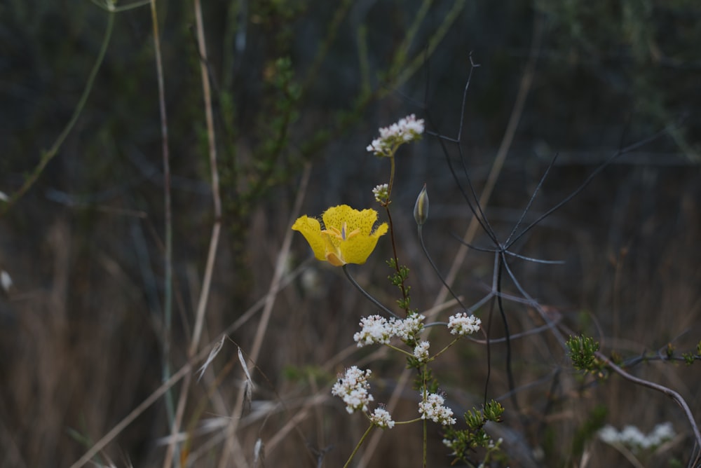 日中の茶色の芝生に黄色いカエデの葉