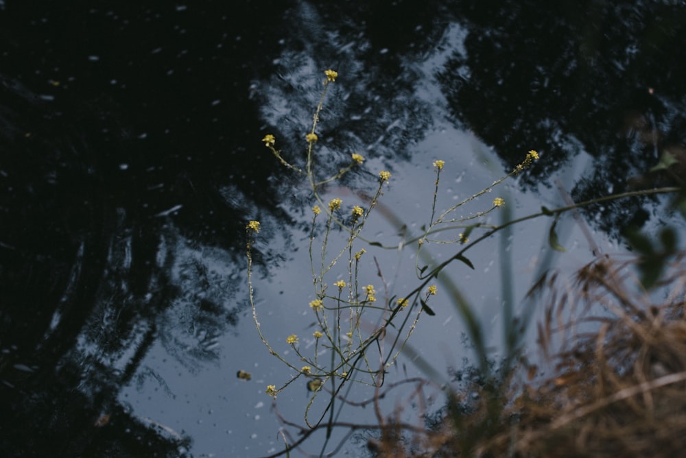 brown grass on water during daytime