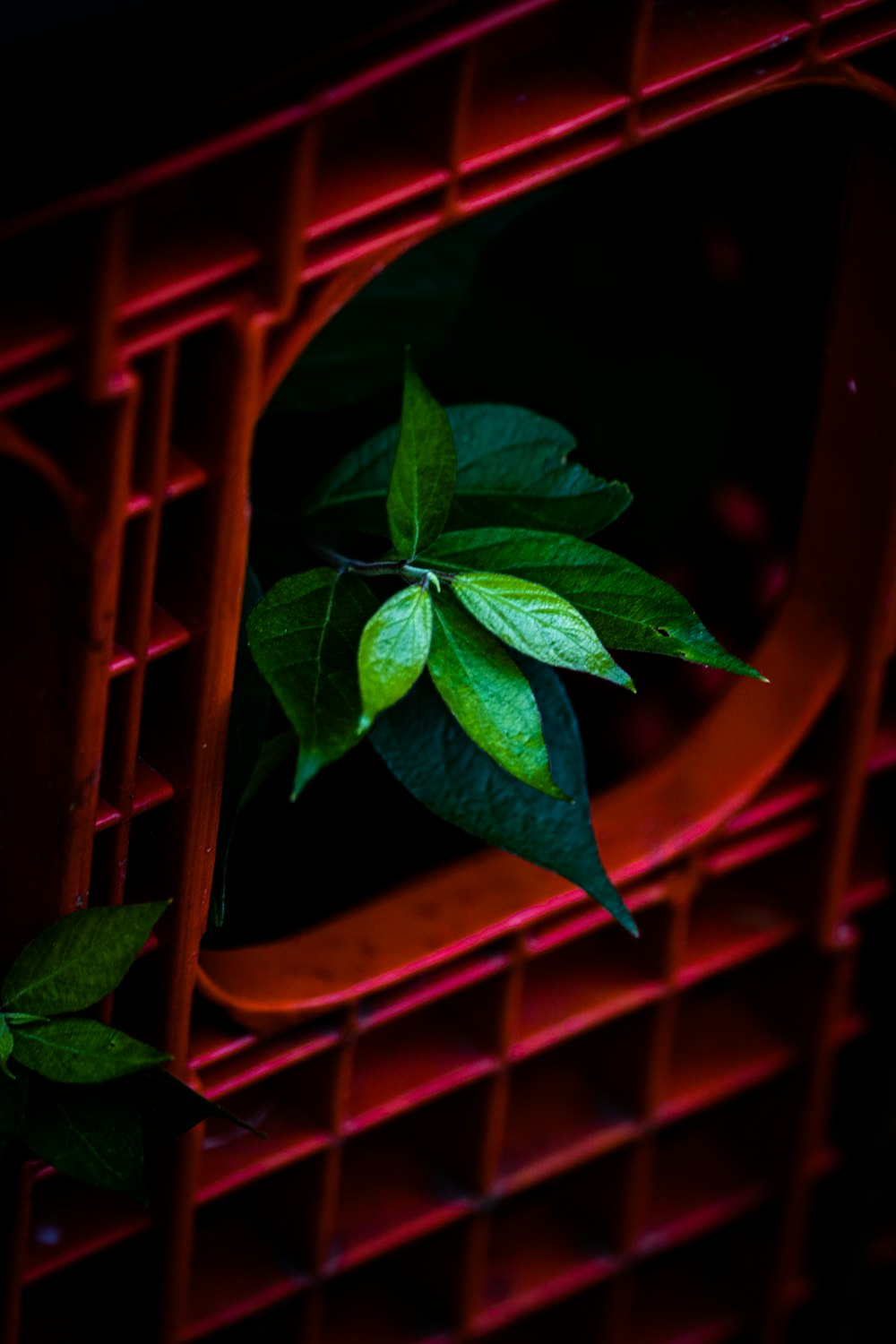 주황색 플라스틱 용기에 녹색 잎