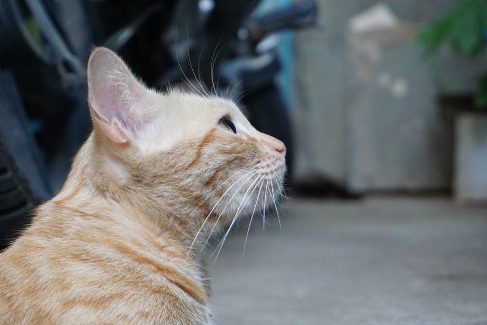 orange tabby cat on gray concrete floor