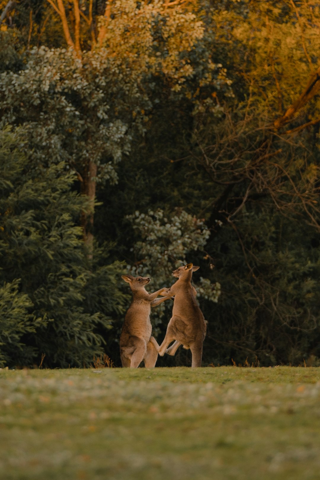 Dancing Kangaroos