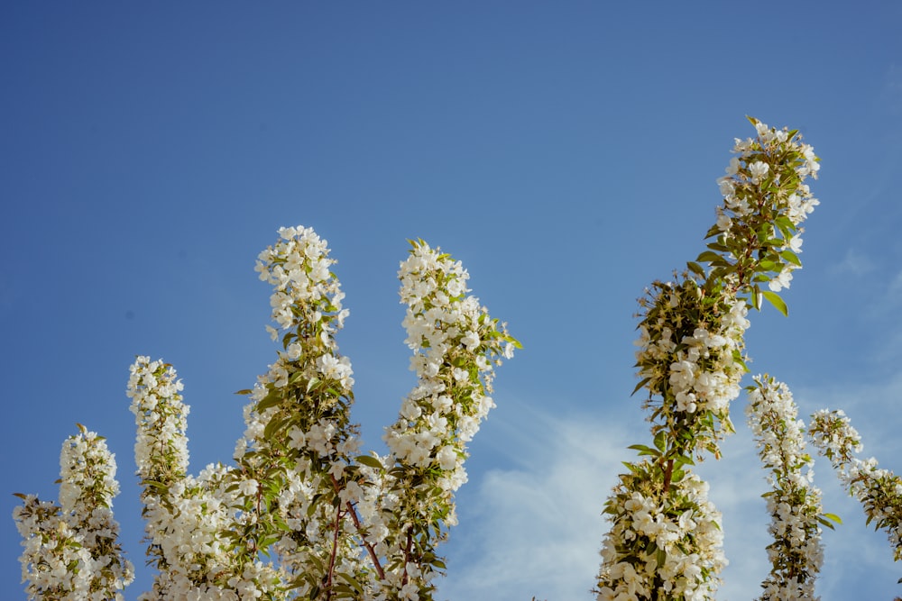 green and yellow leaf tree under blue sky during daytime