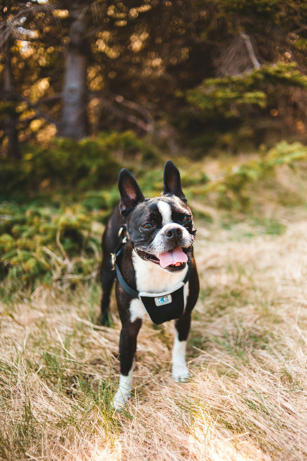 black and white boston terrier on brown grass field during daytime