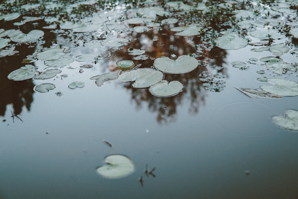 green and brown leaves on water