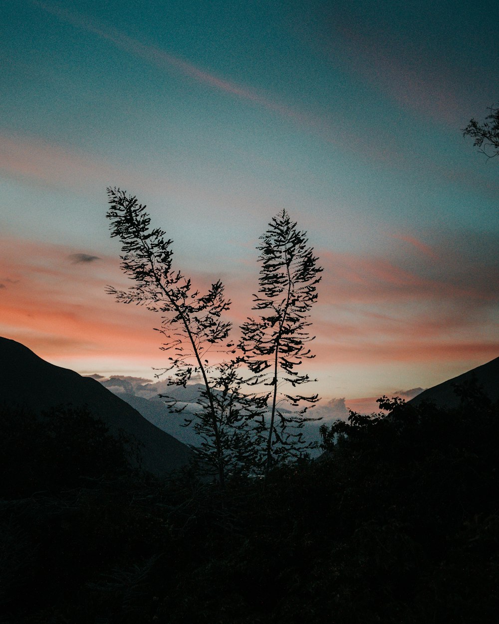 silhouette of trees on mountain during sunset