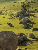 Rolling green hills scattered with large boulders, and a few trees casting shadows in the sunlight. A fence runs along the landscape, creating a boundary across the grassy terrain.