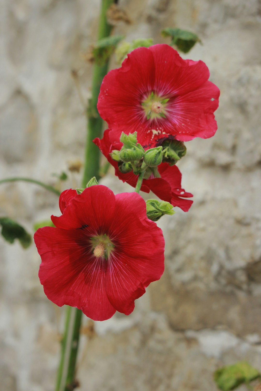 red flower in tilt shift lens