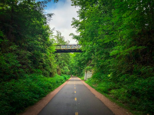 gray concrete road between green trees under blue sky during daytime in Burlington United States