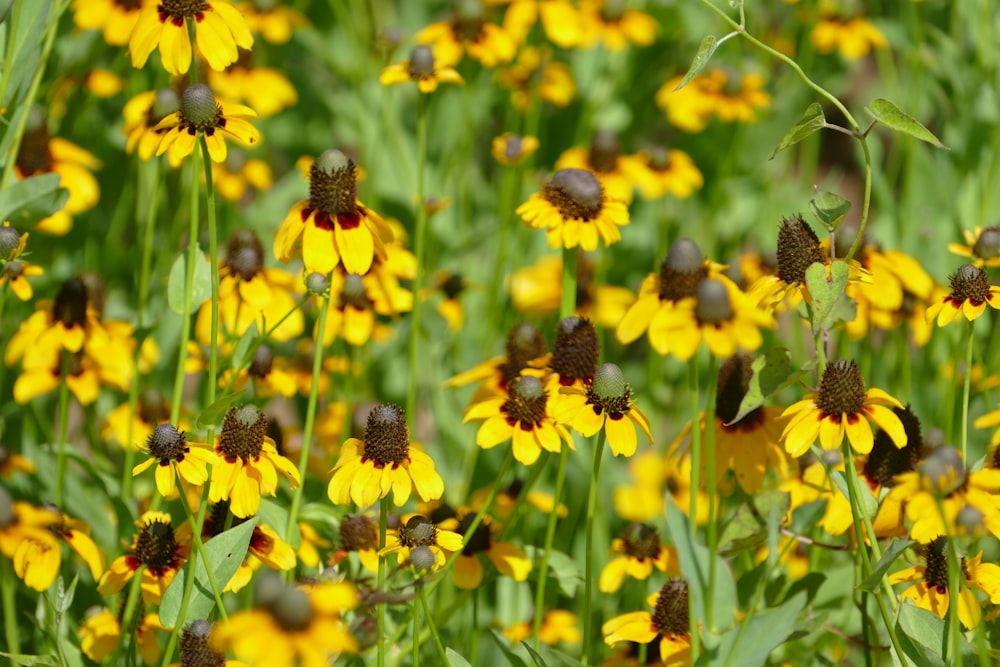 yellow flowers with green leaves