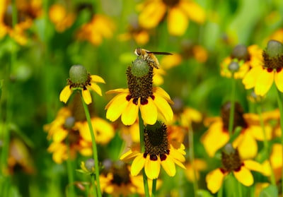 green and black bee on yellow flower garland teams background