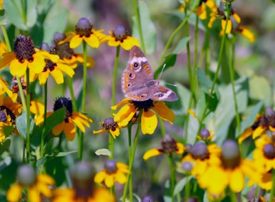 brown butterfly on yellow flower during daytime garland teams background
