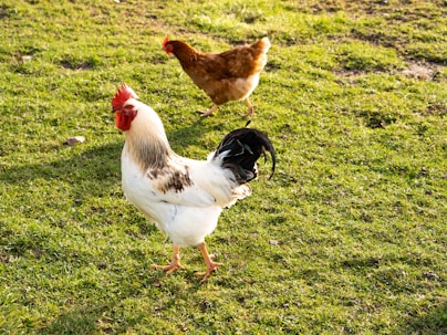 white and brown rooster on green grass field during daytime