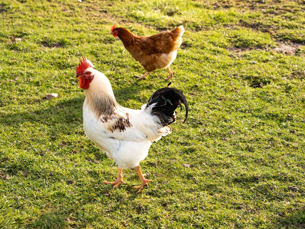 Gallo bianco e marrone sul campo di erba verde durante il giorno