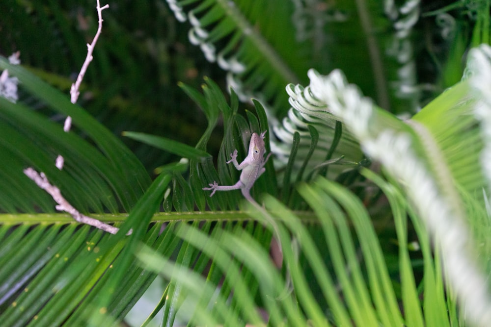 緑の植物に茶色の鳥