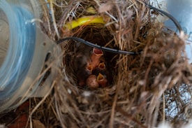 A nest made of twigs and dried grass nestled in a cozy spot, containing several small baby birds with their mouths open wide. They are surrounded by bits of natural debris and some man-made objects like wires, giving a blend of nature and urban elements.