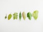 green leaves on white surface
