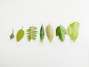 green leaves on white surface