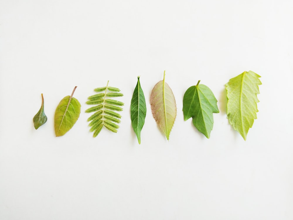 green leaves on white surface