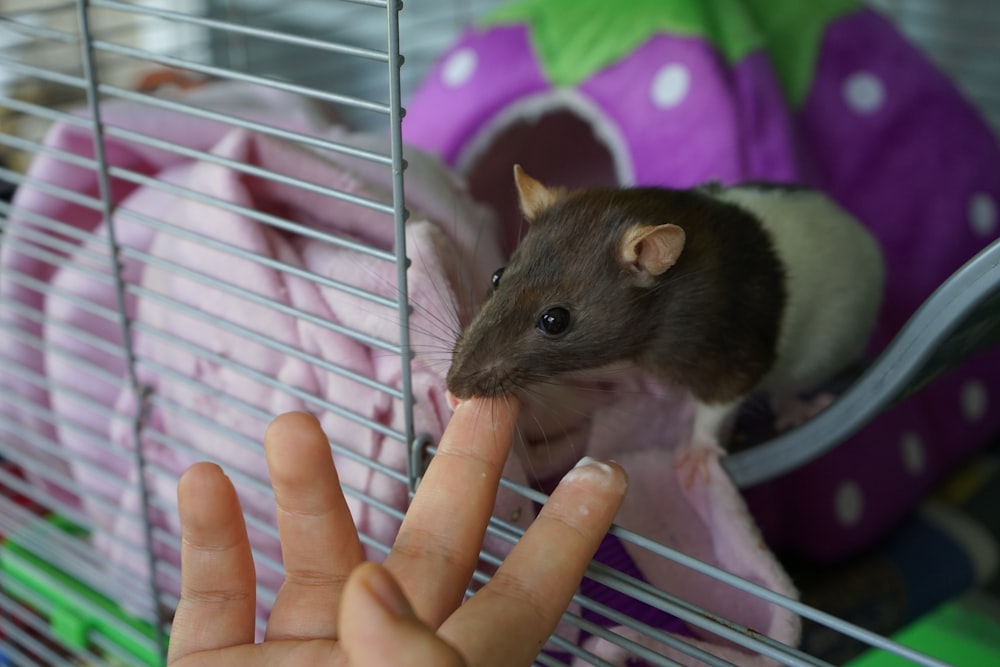 brown and white mouse on persons hand