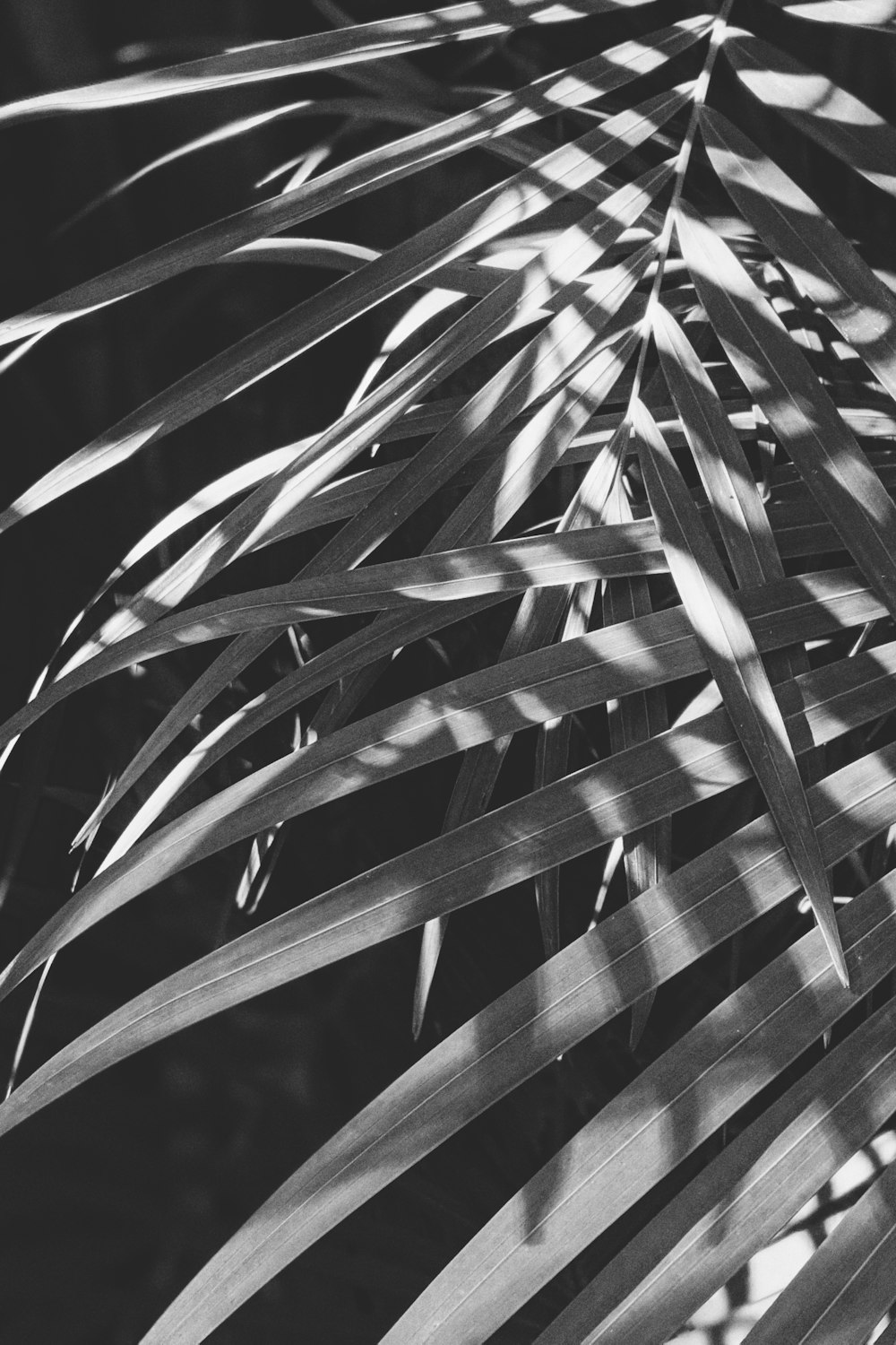 grayscale photo of palm plant