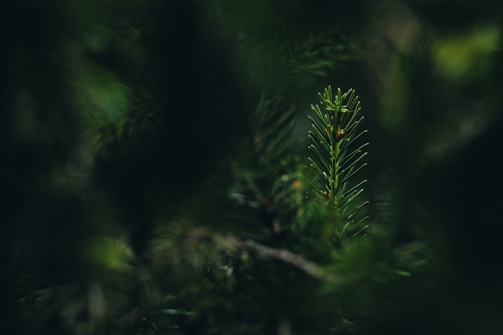 green fern plant in close up photography