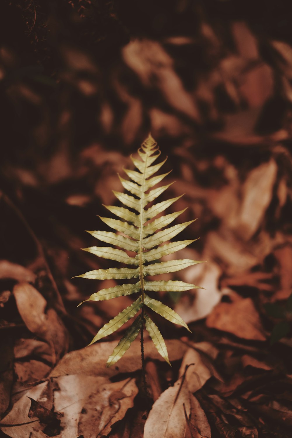 green plant in close up photography