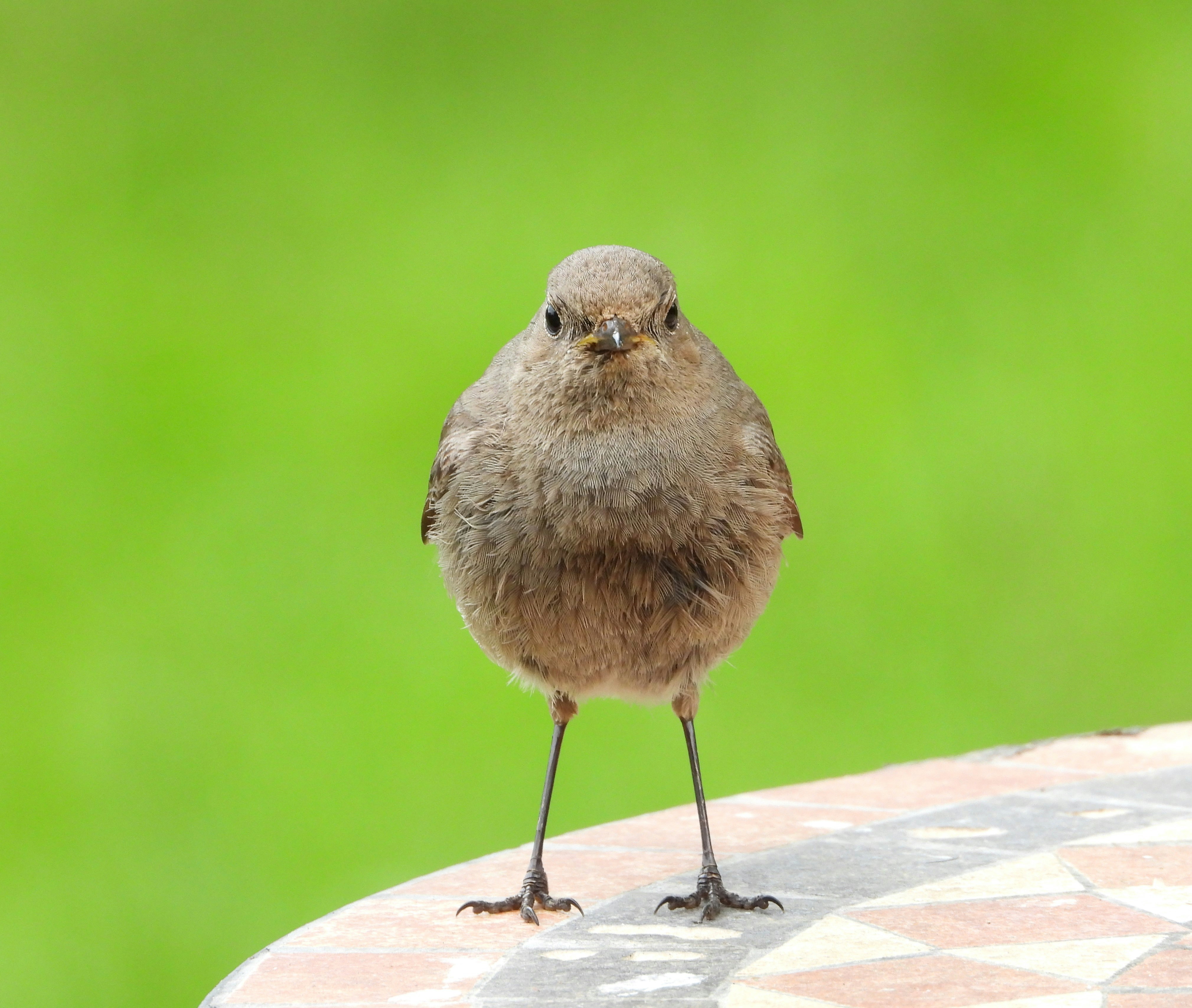 Birds in Our Garden. Photo by Abdul Rehman Khalid.