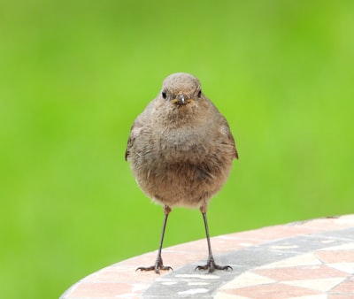 gray bird on white concrete surface during daytime