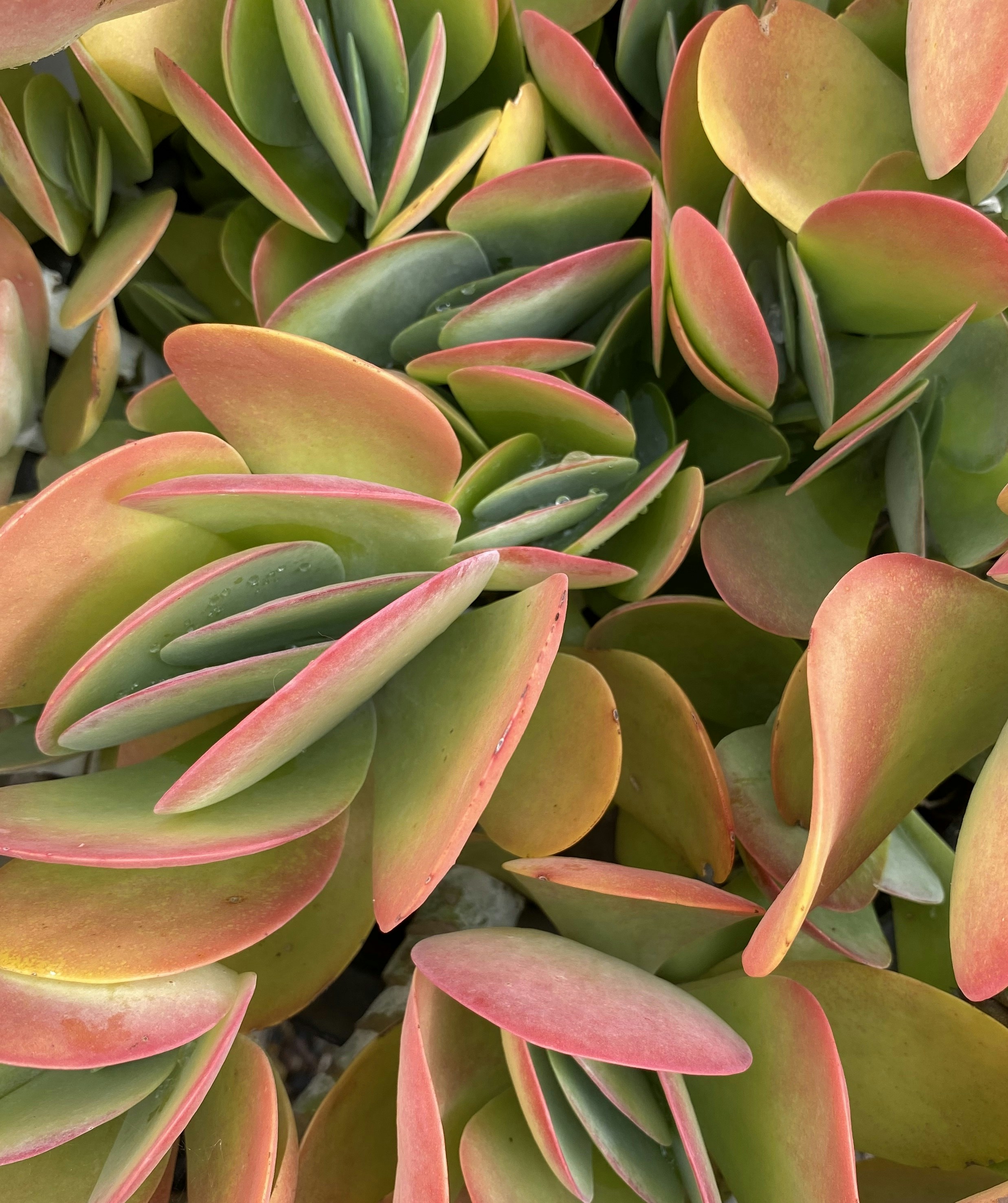 A stunning rare succulent plant displaying vibrant pink and green leaves