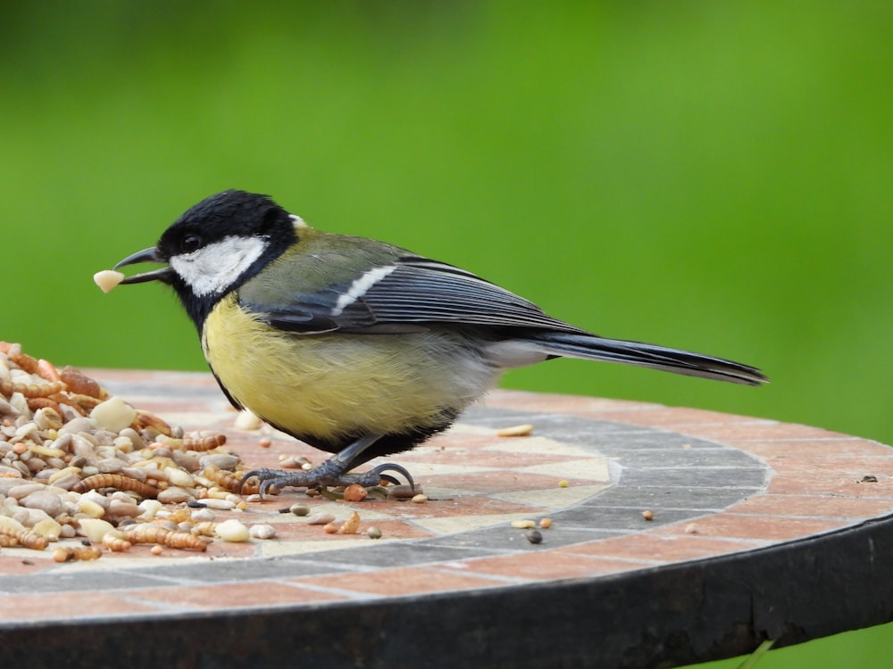yellow black and white bird on brown wooden table