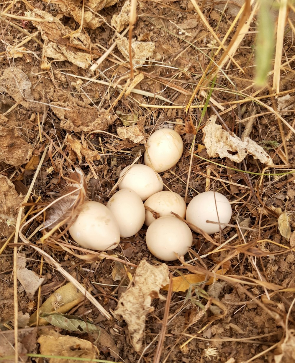 white eggs on brown dried leaves