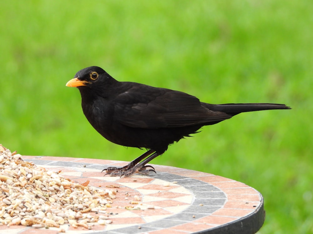 black bird on brown wooden table during daytime