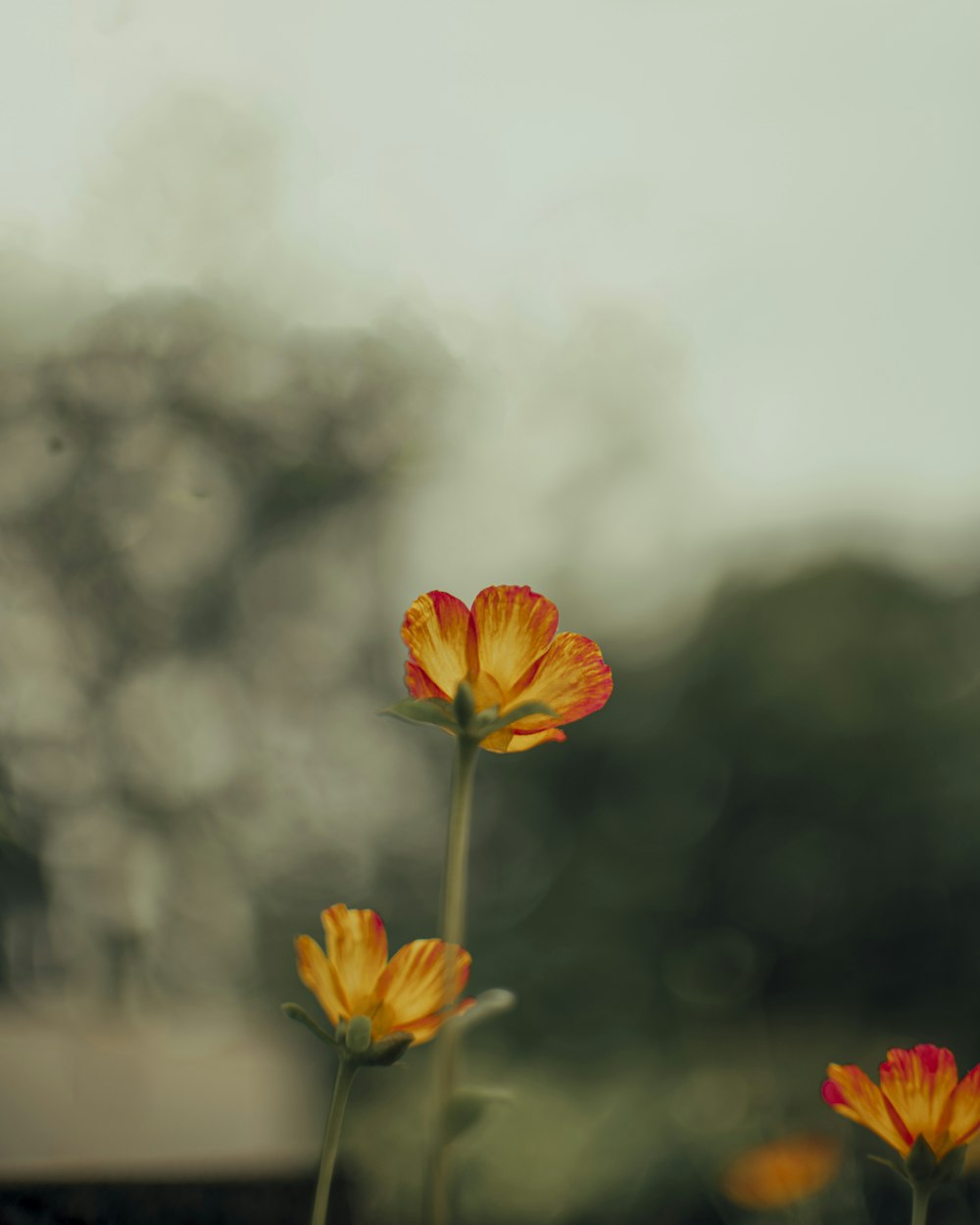 yellow and red flower in tilt shift lens