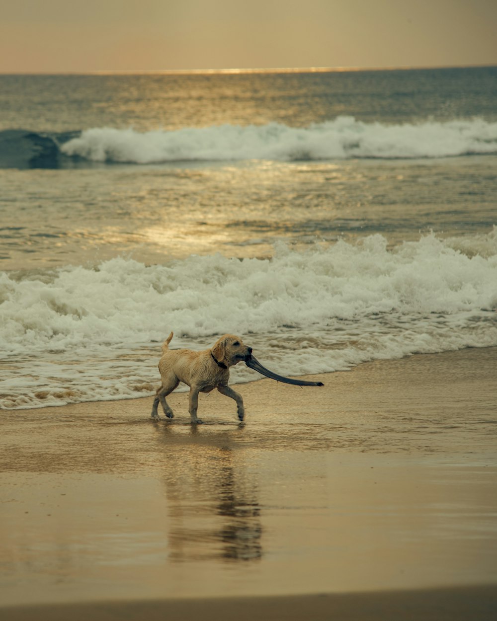 brown short coated dog running on beach during daytime