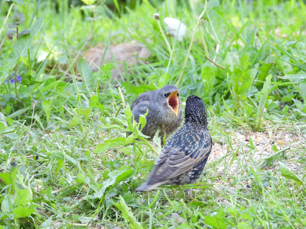 black and gray bird on green grass during daytime